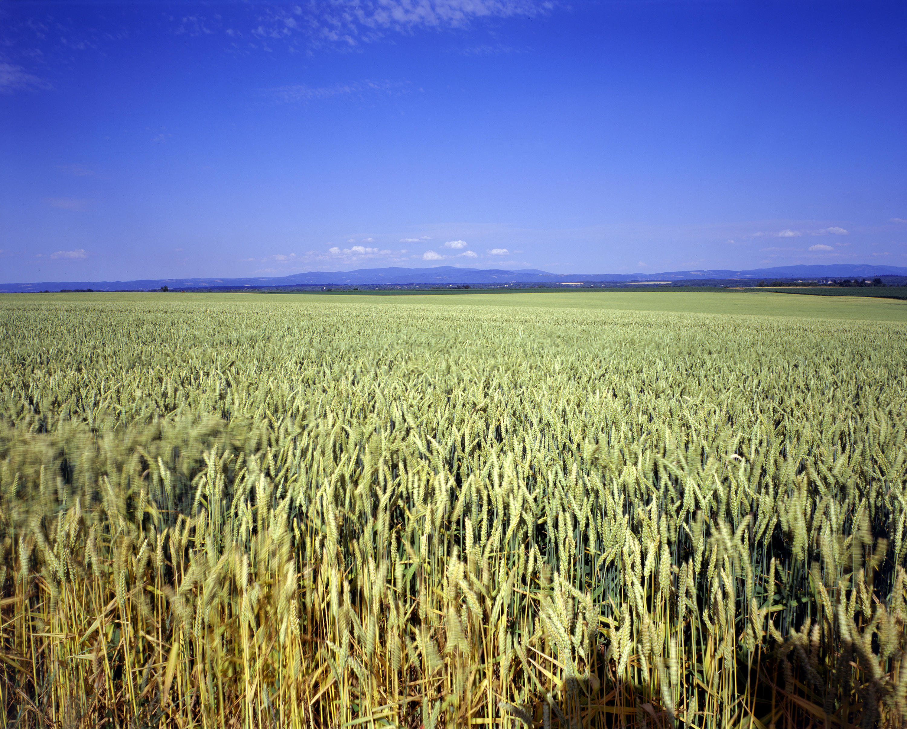 Vegetal-based products and green chemistry