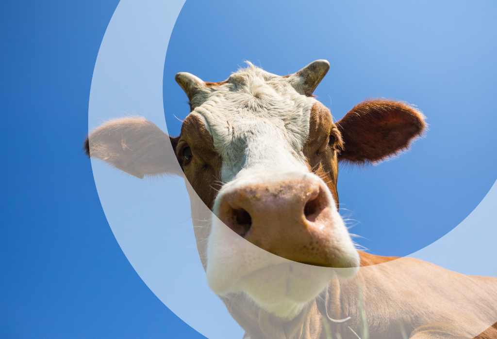 food beverage dairy cow