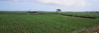 agroalimentaire_illu