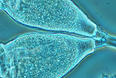 Picture of the BAS technology